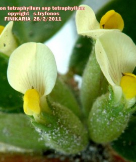 Tripodion tetraphyllum ssp tetraphyllum