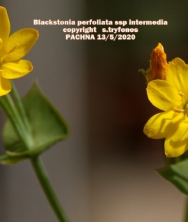 Blackstonia perfoliata subsp. intermedia