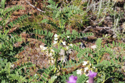 Erophaca baetica ssp orientalis