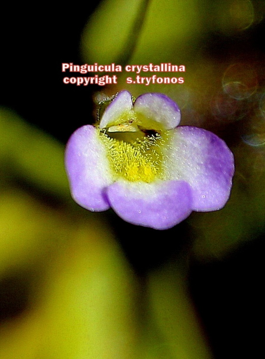 Pinguicula crystallina
