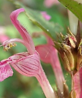 Lamium garganicum ssp striatum