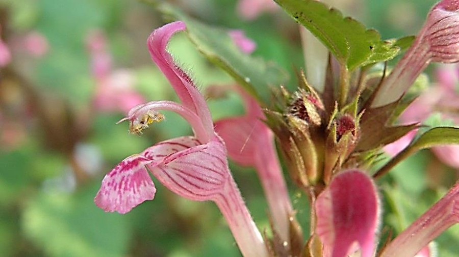 Lamium garganicum ssp striatum