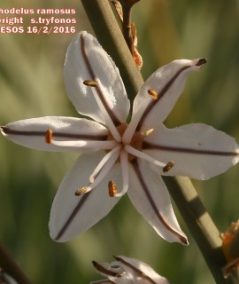 Αsphodelus ramosus