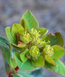 Euphorbia lemesiana