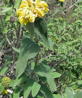 Phlomis lunarifolia
