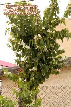 Bauhinia variegata var candida