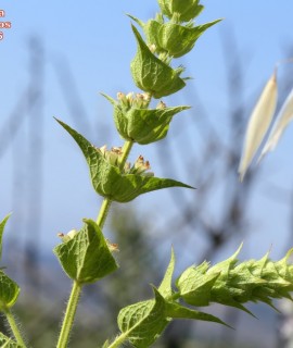 Sideritis perfoliata
