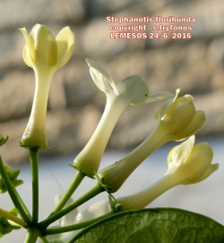 Stephanotis floribunda