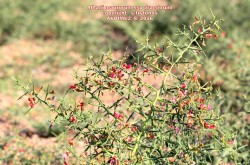 Alhagi maurorum ssp maurorum