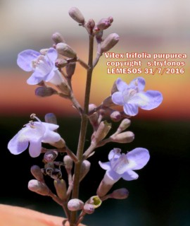 Vitex trifolia “purpurea”