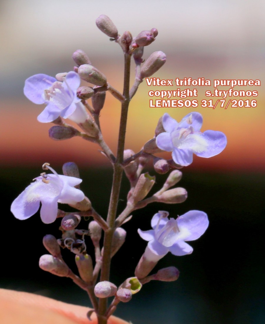 Vitex trifolia “purpurea”