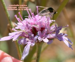 Lomelosia cyprica