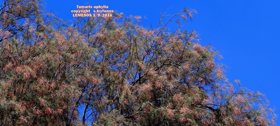 Tamatix aphylla