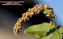 Persiacaria lapathifolia  ssp lapathifolia