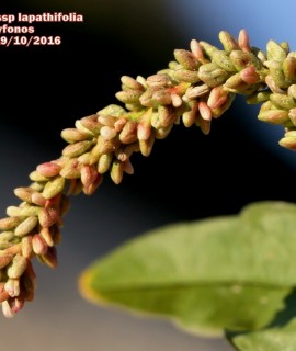 Persiacaria lapathifolia  ssp lapathifolia