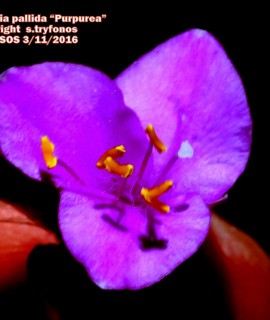 Tradescandia pallida “Purpurea”