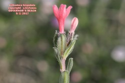 Lithodora hispidula ssp versicolor
