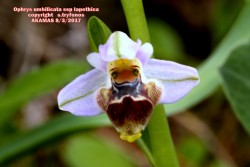 Ophrys umbilicata subsp. lapethica