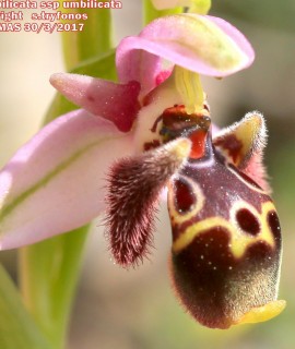 Ophrys umbilicata Desf. subsp.umbilicata