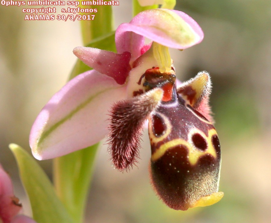 Ophrys umbilicata Desf. subsp.umbilicata
