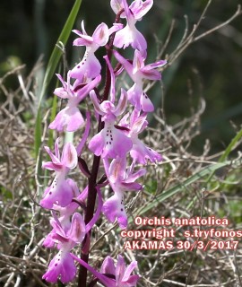 Orchis anatolica