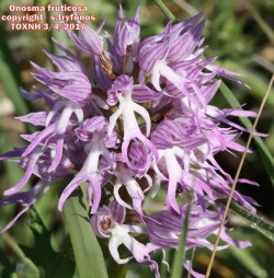 Orchis  italica