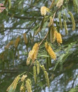 Prosopis chilensis