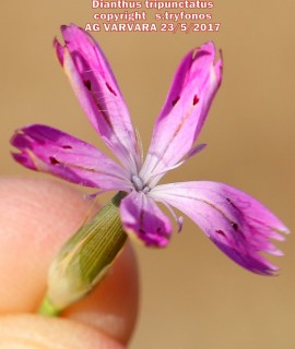 Dianthus tripunctatus