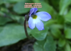 Solenopsis bivonae