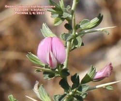 Ononis spinosa ssp leiosperma