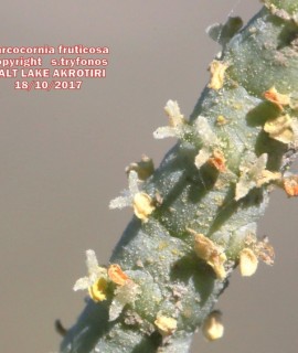 Sarcocornia fruticosa