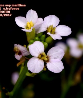 Cakile maritima subsp. maritima