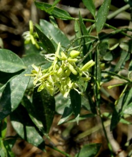 Cyprinia gracilis