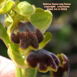 Ophrys fusca subsp. fusca