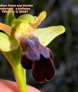 Ophrys fusca subsp. iricolor