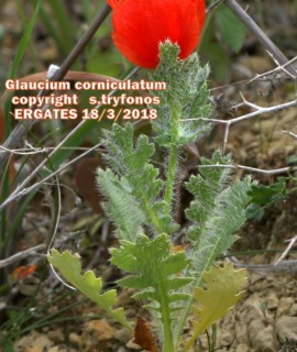  Glaucium corniculatum