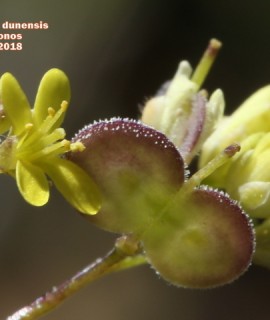 Biscutella didyma subsp. dunensis
