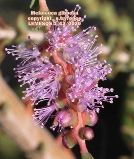 Melaleuca gibbosa