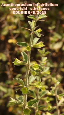 Acanthoprasium integrifolium