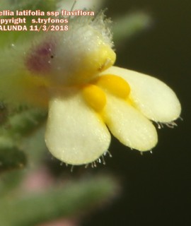 Parentucellia latifolia subsp. flaviflora