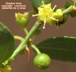 Ziziphus lotus