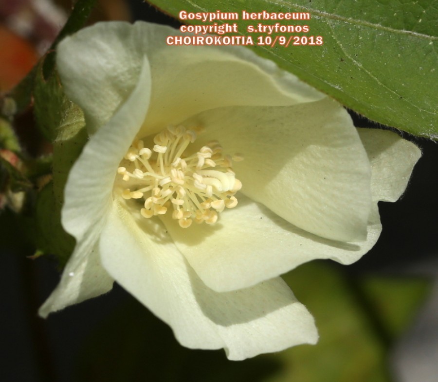 Gosypium herbaceum