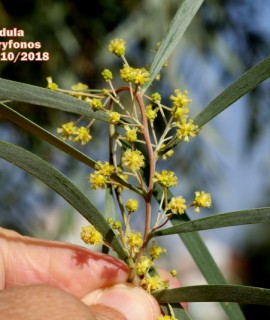 Acacia  pendula