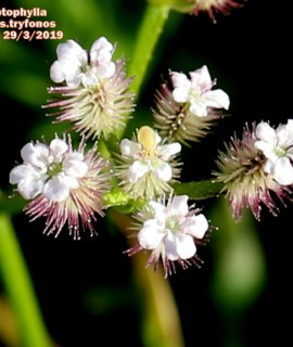 Torilis leptophylla