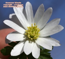 Anemone blanda