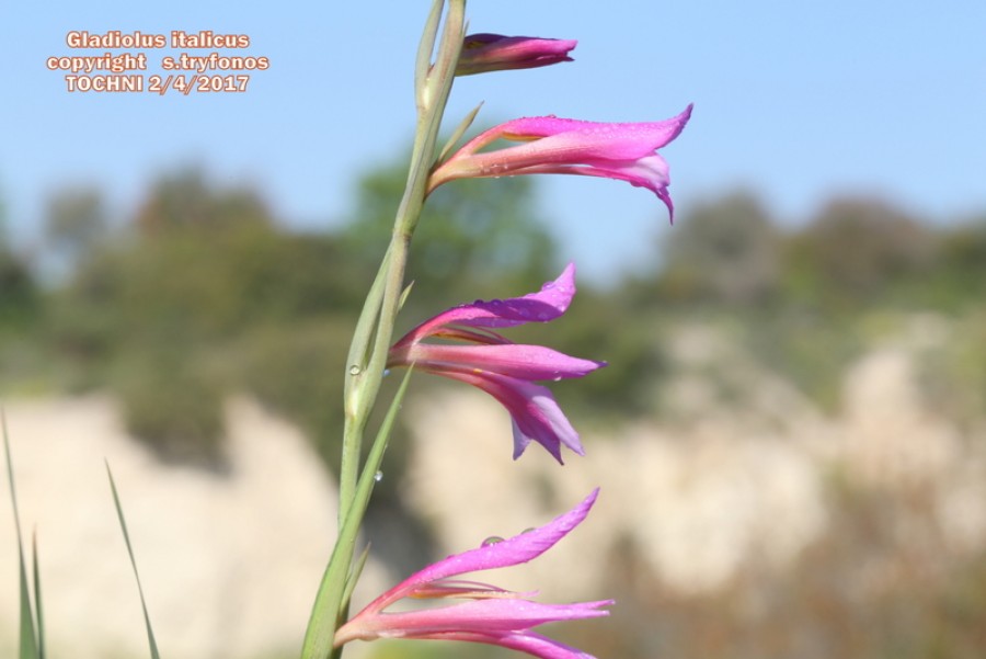 Gladiolus italicus