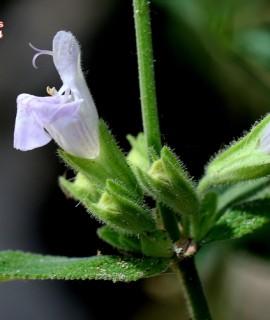 Salvia willeana