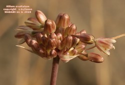 Allium exaltatum