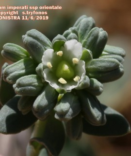 Telephium imperati ssp orientale