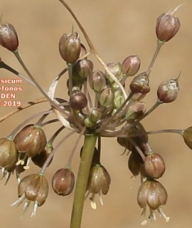 Allium marathasicum